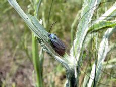 Jordanita-graeca_самка_1